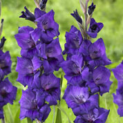 glaieul -purple flora